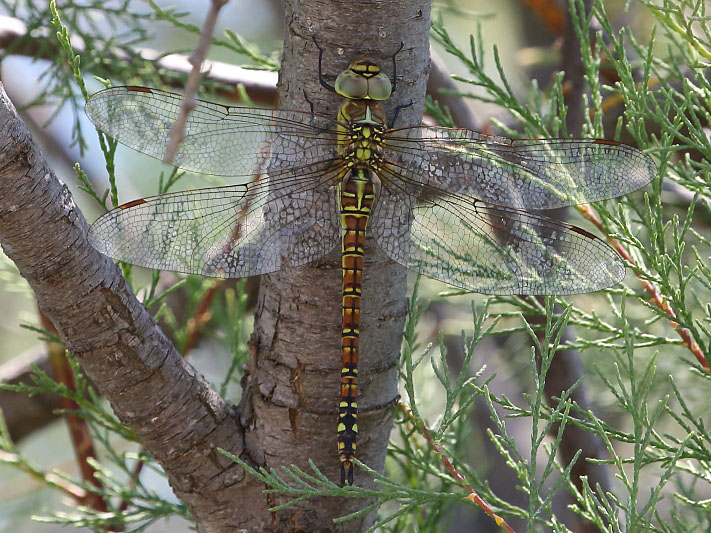 J18_1071 Aeshna affinis female.JPG